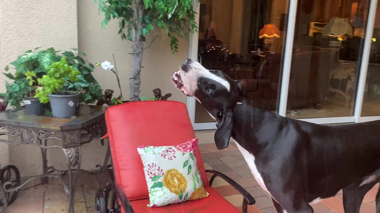 Funny Great Dane Stretches to Drink Raindrops