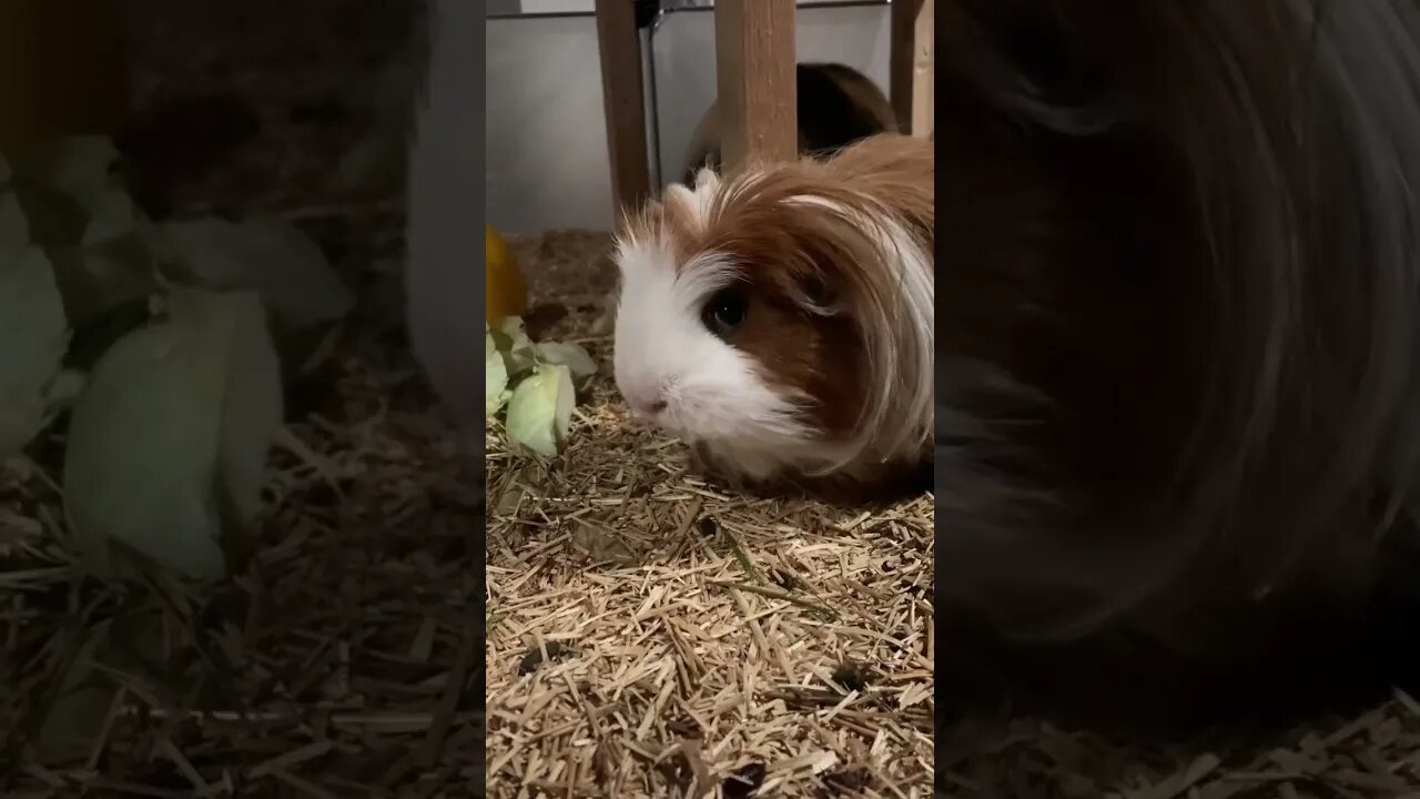 Guinea pig Fergus is not having it