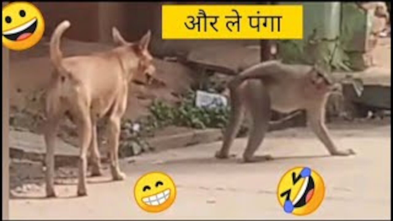 funny dog vs monkey video ll funny video ll comedy videos ll zili funny video ll funny tik tok video