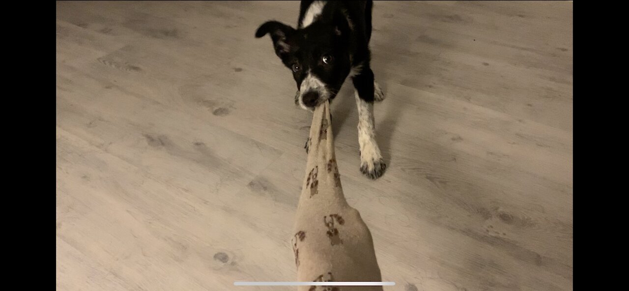 A puppy plays with a sock and tires to steal it.