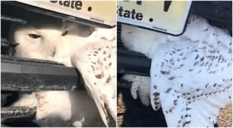 Owl stuck in car bumper gets rescued
