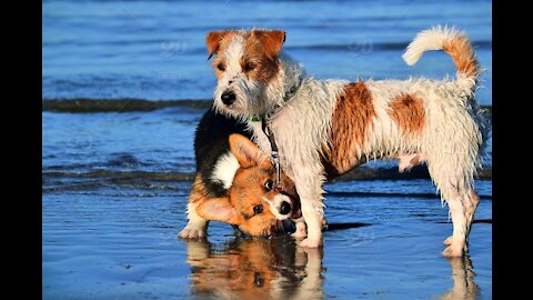 Cute pets playing video