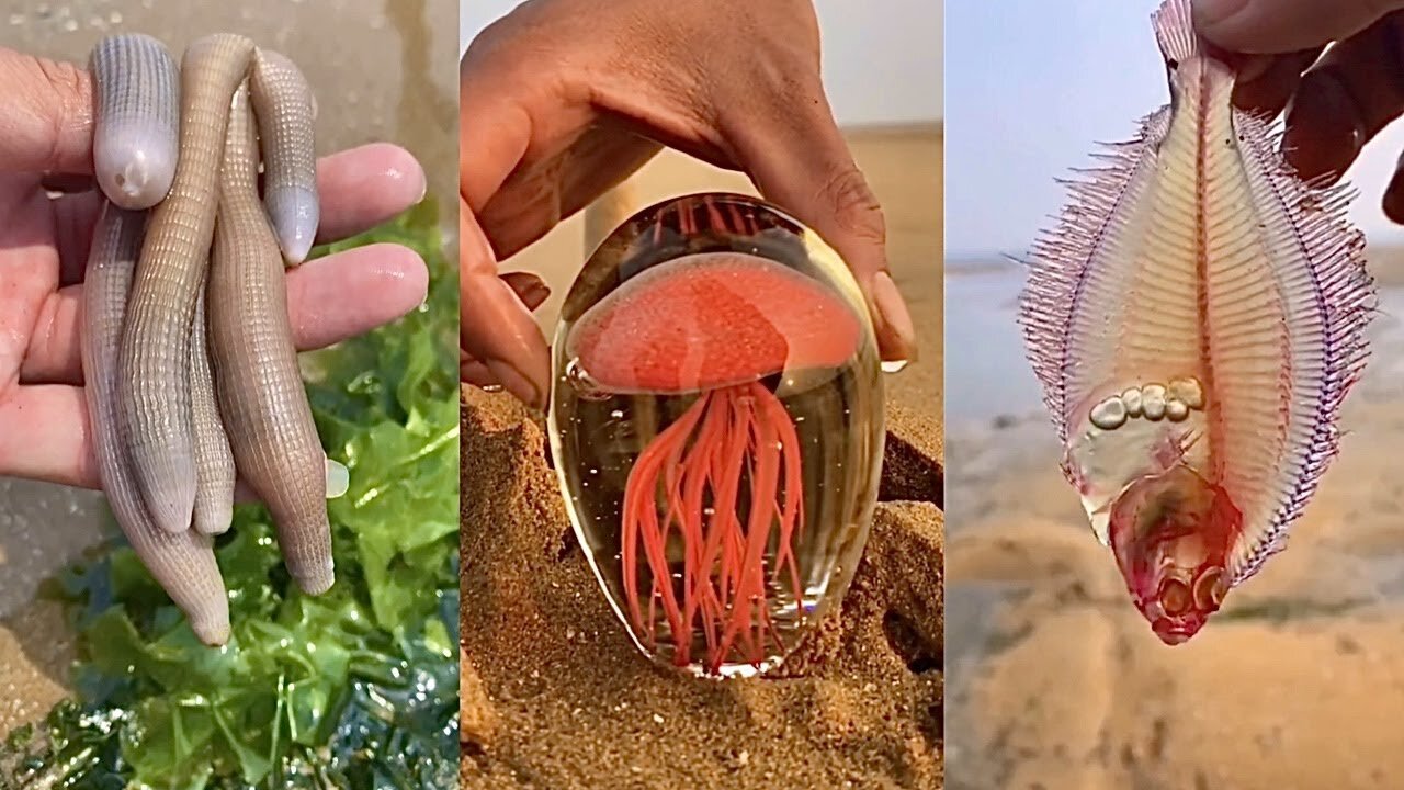 ASMR#समुद्री जल और प्यारे समुद्री जानवरों की ध्वनियाँ ASMR# Sea Animals Around the Beach.🤗😘