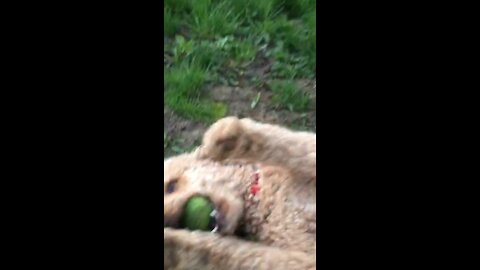 Standard Poodle Tennis Ball Trick