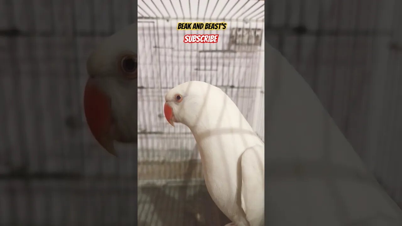 Talking White Parrot 🤍 #subhanallah #alhumdolillah #parrot #talkingparrot #shorts