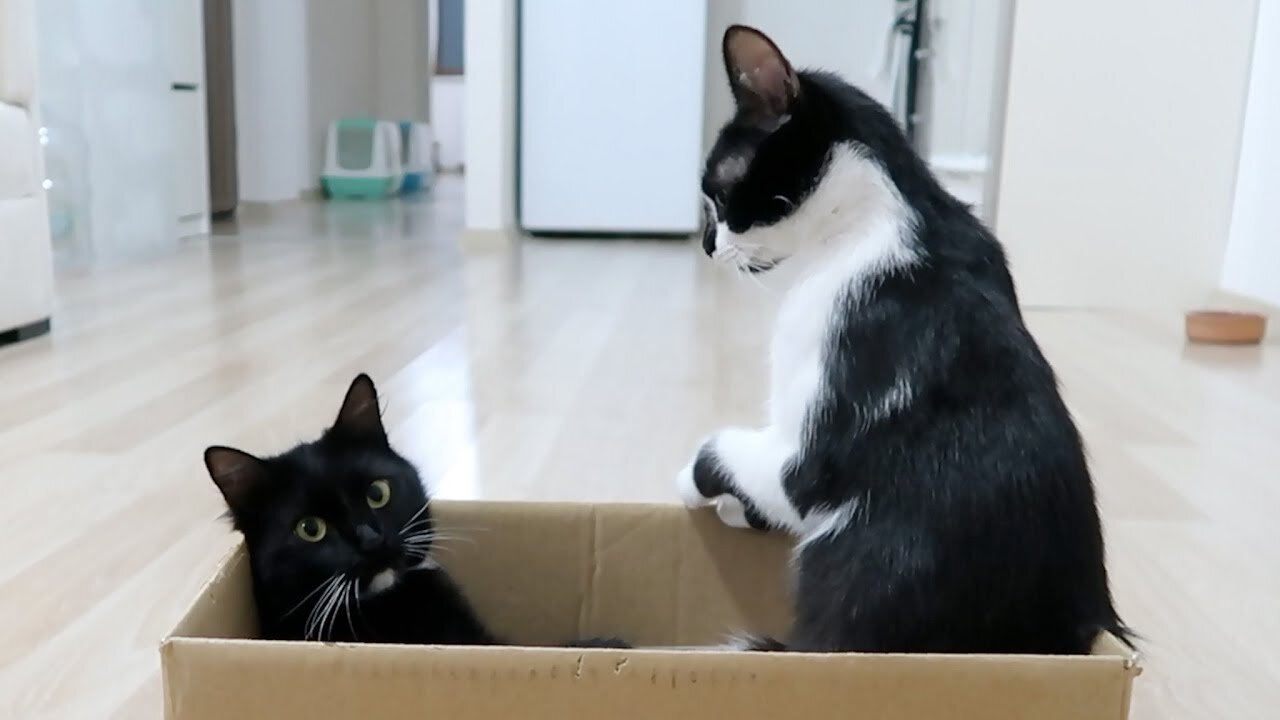 Box lover cat | Uni and Nami sister cats