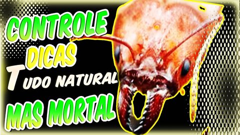 Como acabar com as formigas cortadeiras +LAGARTA+ÁCAROS+PULGÃO ECONOMIZE UMA GRANA