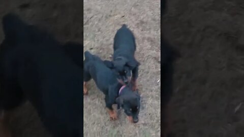 Rottweilers - Lil' Faye & Eddie Having Fun.This Is What Life Is All About! These Two Are A Blessing.