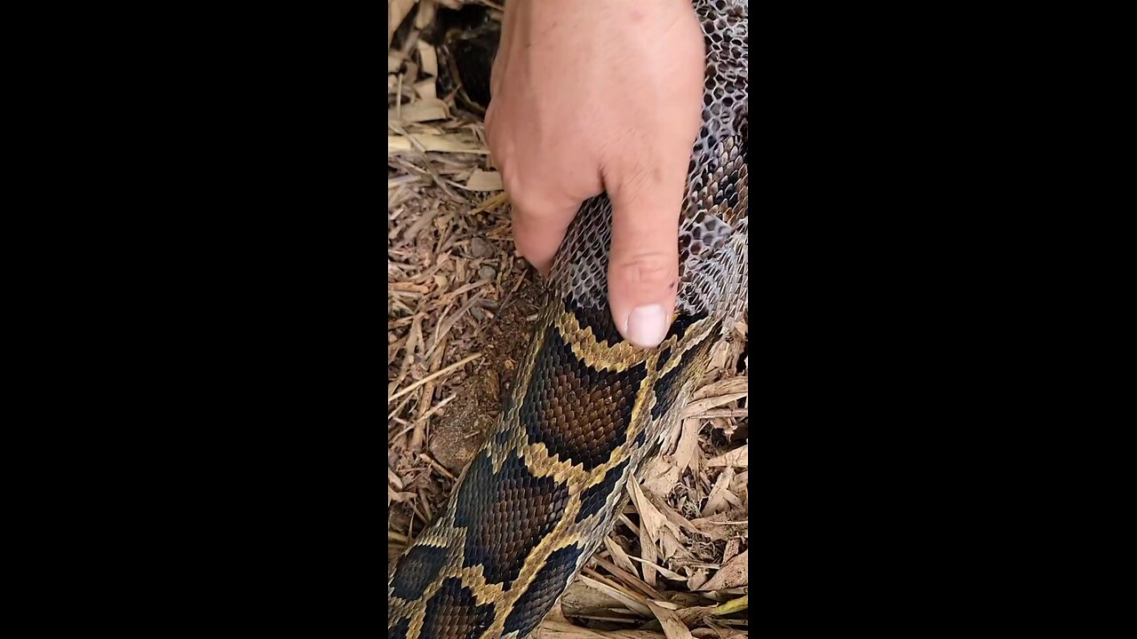 python