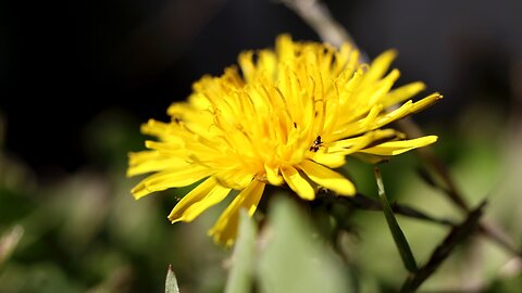 Minute Pirate Bugs on a Dandelion