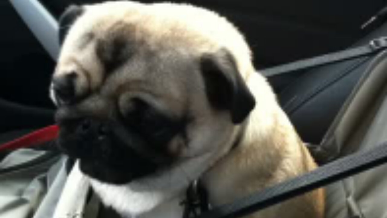 Puppy Gets Really Exited When He Sees A Pet Store