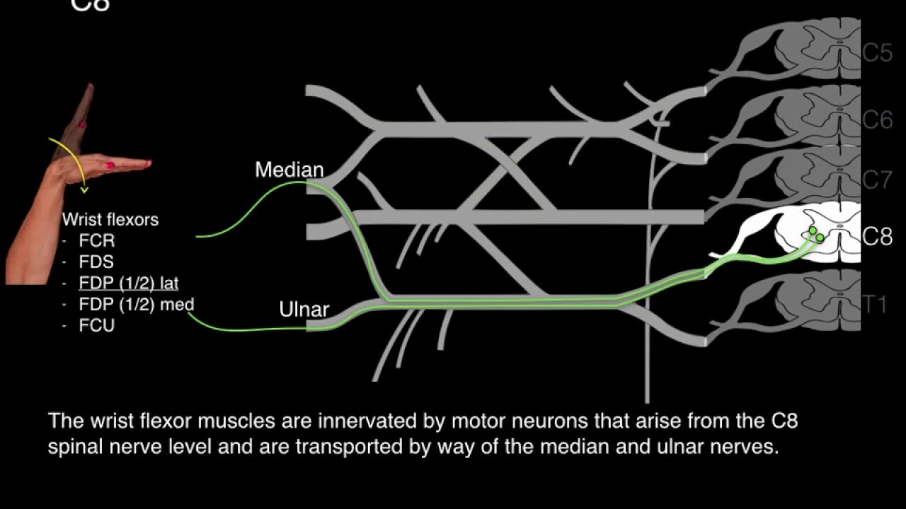 Myotomes and Peripheral nerves