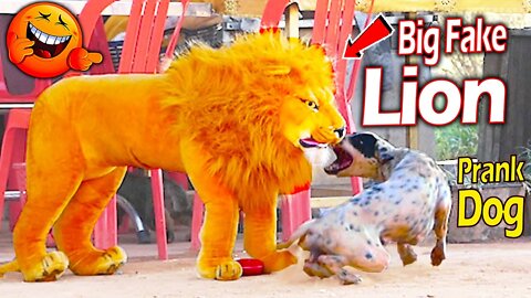 Funny fake lion pranks dog