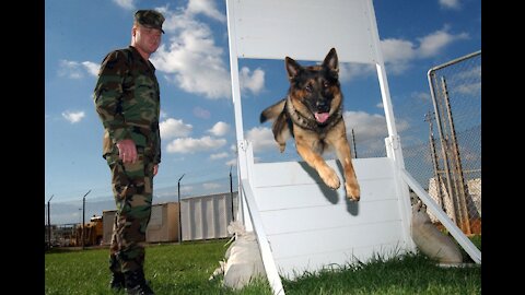 Unique Guard Dog's Training - Special Training