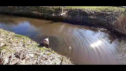 winnie wilde zo graag zwemmen...