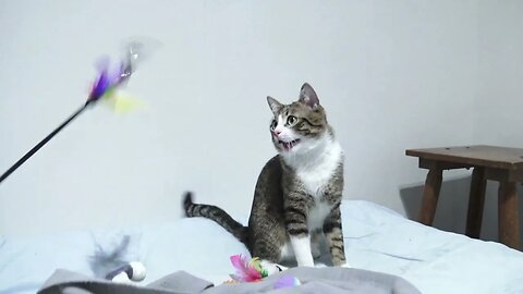 Cat Stalks Toy, Wiggles His Butt and Attacks