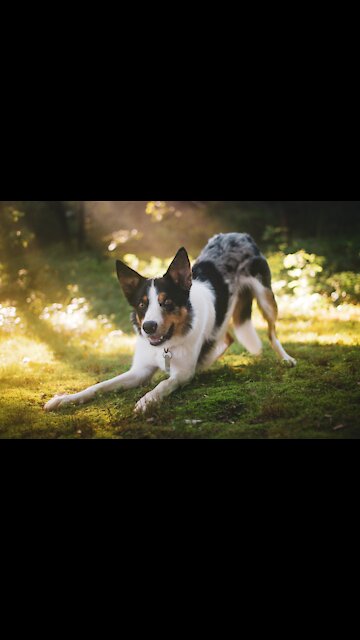 Magnificent Video of Dog, Story Funny Dogs. (Funny Animals #263)