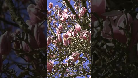 magnolia poem teaser #100dayproject2023 #palettestories #the100dayproject