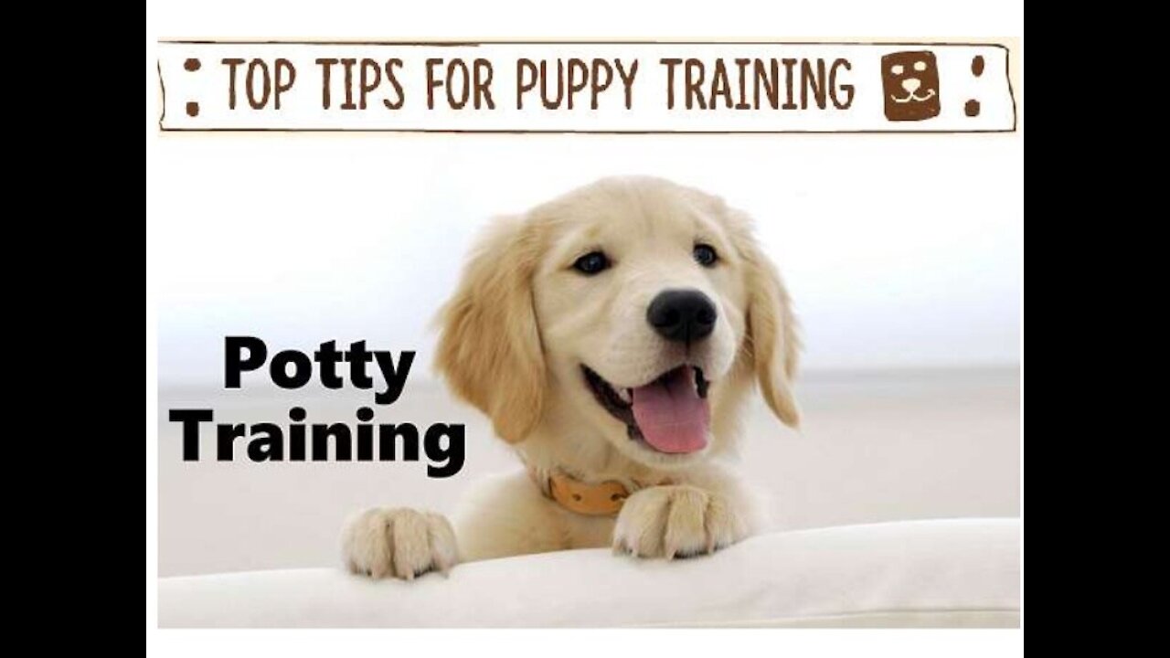 Basic Dog Training – TOP 10 Essential Commands Every Dog Should Know!