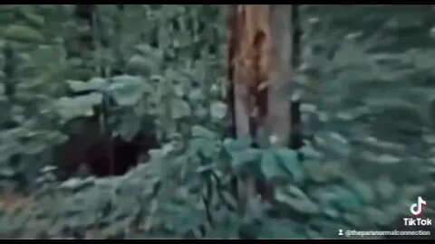 The Sighting