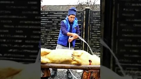 Butchering the Christmas pig in Transylvania ! #shorts