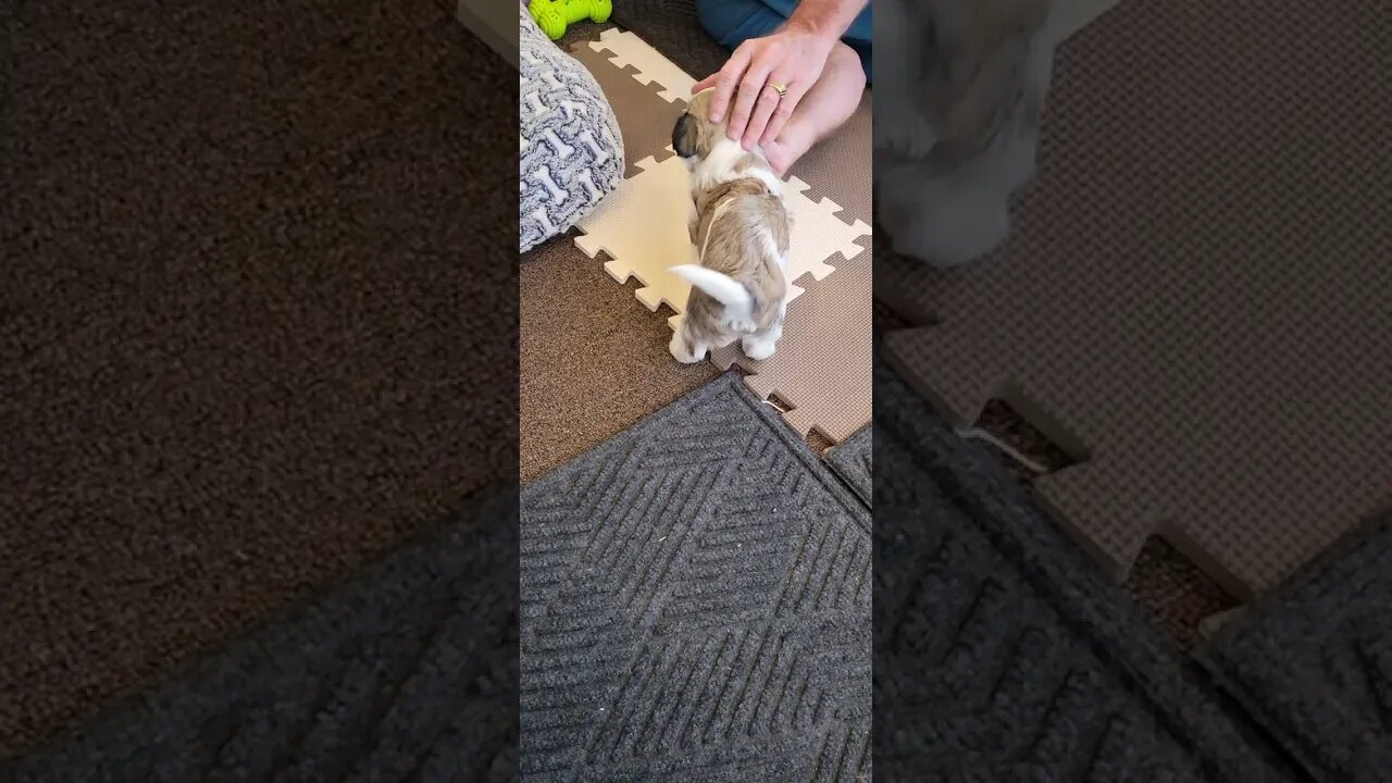 Solomon - Tails-A-Wagg'n