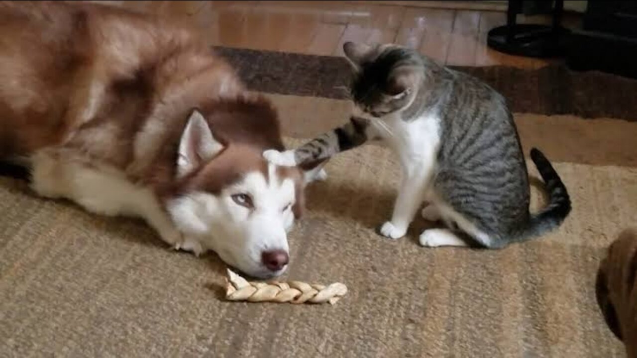 Cats Bullies Husky