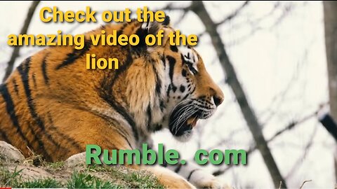 Top 10 Tiger Video Footage - HD Tiger Videos