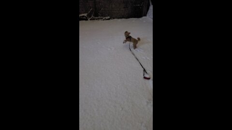 Maltipoo enjoying snow