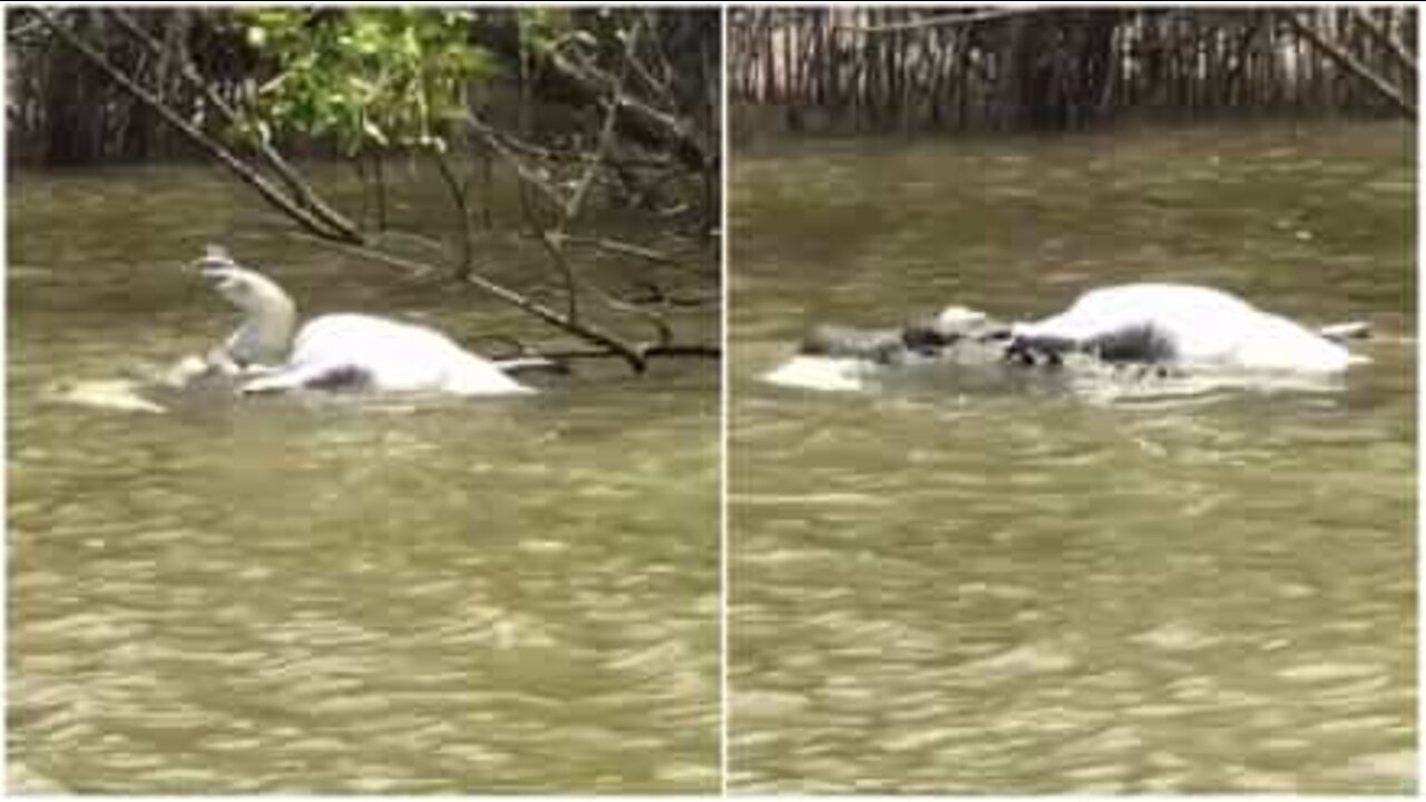 Attaque cannibale d'un crocodile en Australie