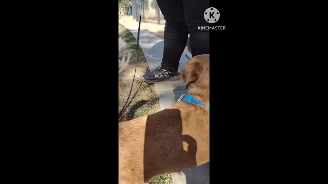 dogs have good time at the park😆