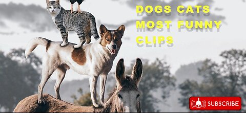 Most funny clips