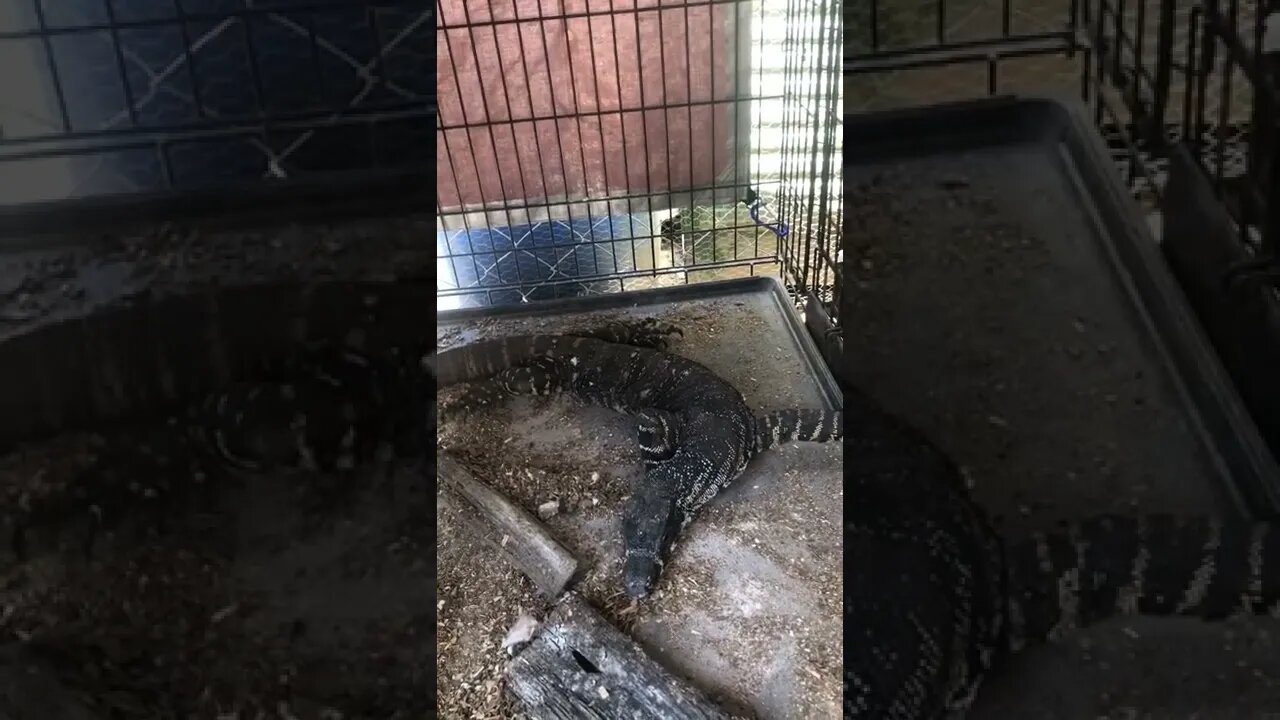 ‘Welcome to the family Mr Goanna’