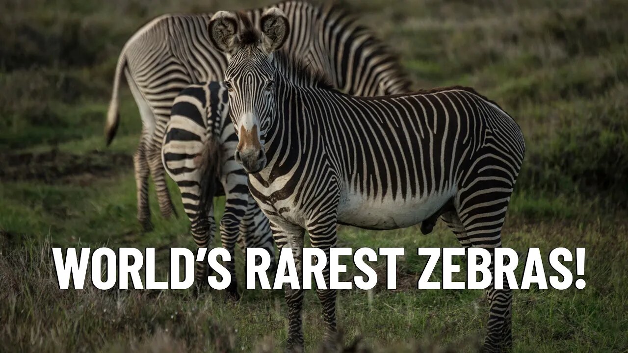 GREVY’S ZEBRA: The World’s Rarest Zebras!