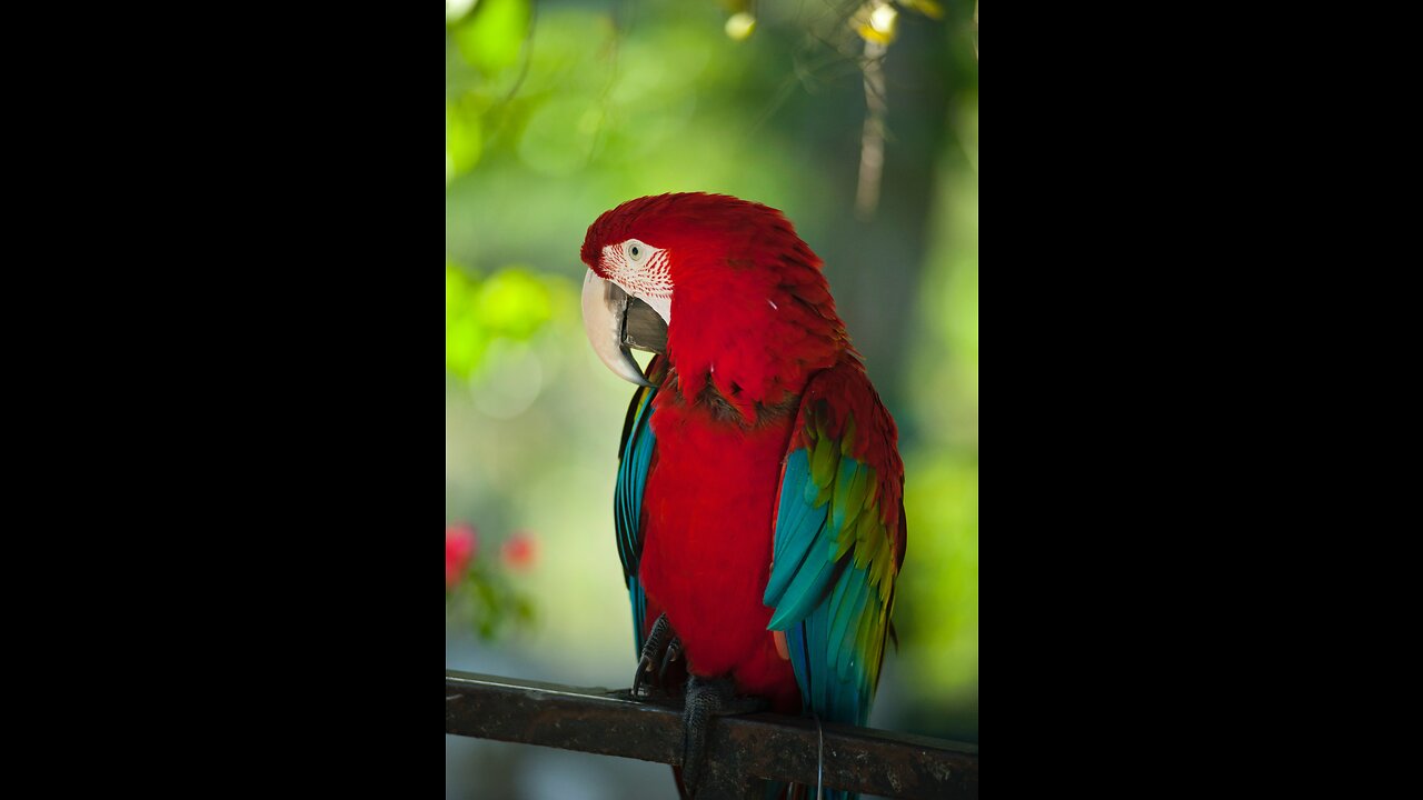 Macaws! beautiful parrots of the wild Americas