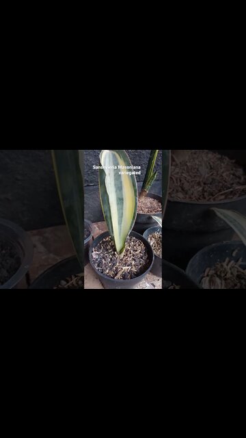 sansevieria