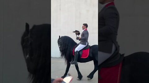 Friesian Horse and Falcon make the Coolest couple at #fieracavalliverona2022