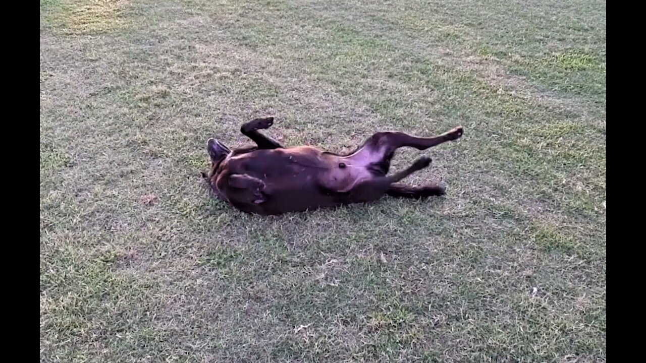 MY DOG LOVES TO ROLL IN THE PARK (Funny clips of My Happy Roller!)