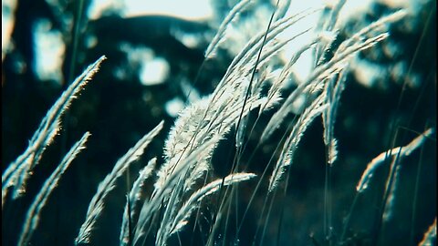 wind flower view
