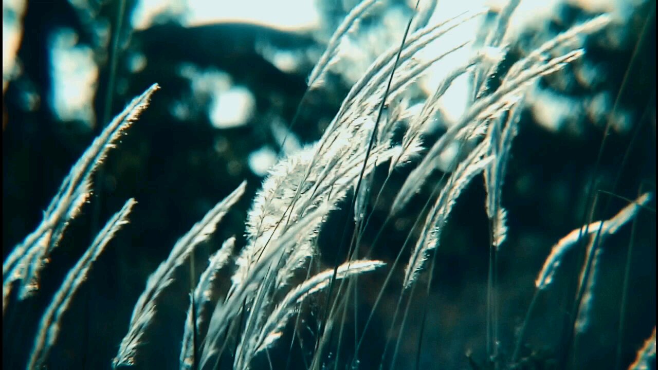 wind flower view