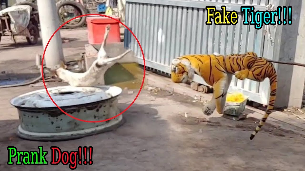 Wow Nice! Fake Tiger Prank Dog - Try To Stop Laugh Challenge