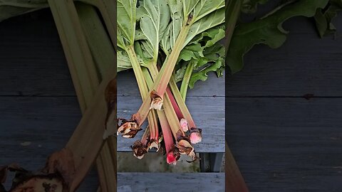 Final Rhubarb Harvest of 2023