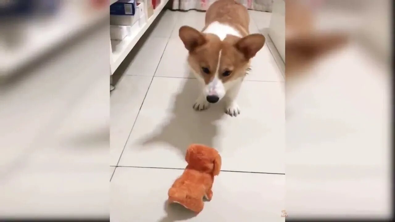 Funny and Cute Dog Reaction to Playing Toy #shorts #catsdogs