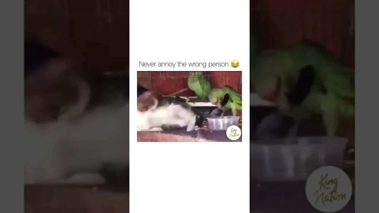 😂😂 #shorts #shortsvideo #funny #fyp #cat #parrot