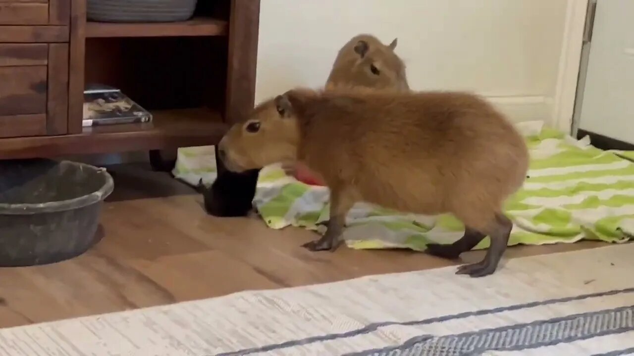 I Fed a Kitten to Capybaras