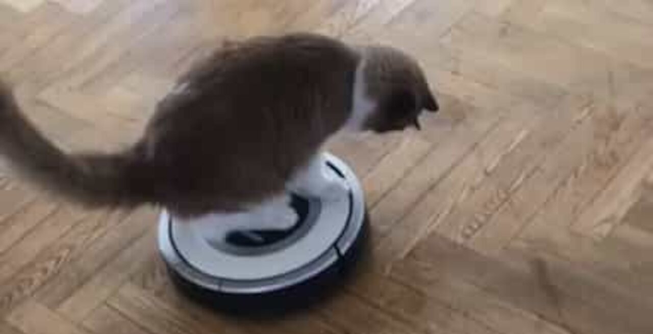 Kat tager en køretur på en Roomba