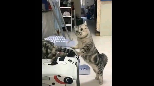 Funny cats nice and sweet