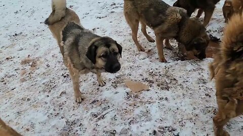 Asianbears.net Noble Bear and Asian Bear enjoying the first snow dusting