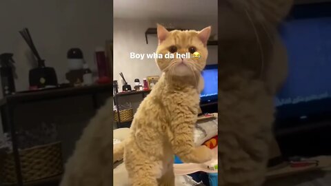 The Cat 🐈 Hitting The DaNce 🕺🏽MovEs! #shorts #viral #youtubeshorts #subscribe #reels #music