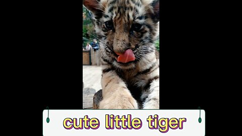 Animal tigers are cute and smart
